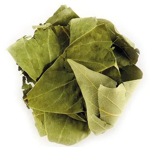 AVOKADO YAPRAĞI
