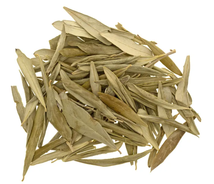 ZEYTİN YAPRAĞI
